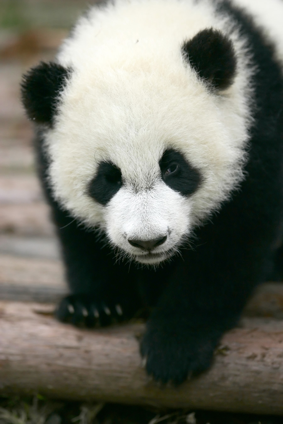 You can find photos of Giant Pandas taken in their natural habitats in China on the Smithsonian WILD website.