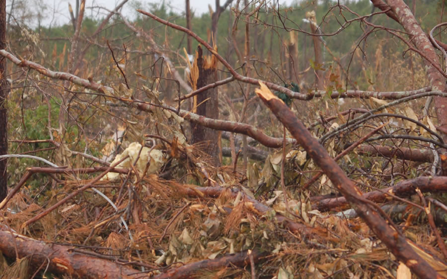 Tornadoes snapped trees in Alabama's forests.