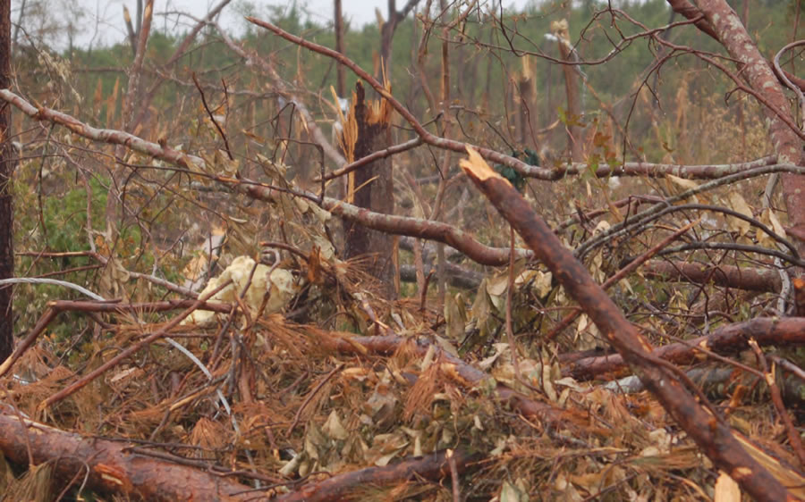 Tornadoes snapped trees in Alabama's forests. Tornadoes snapped trees in Alabama's forests.