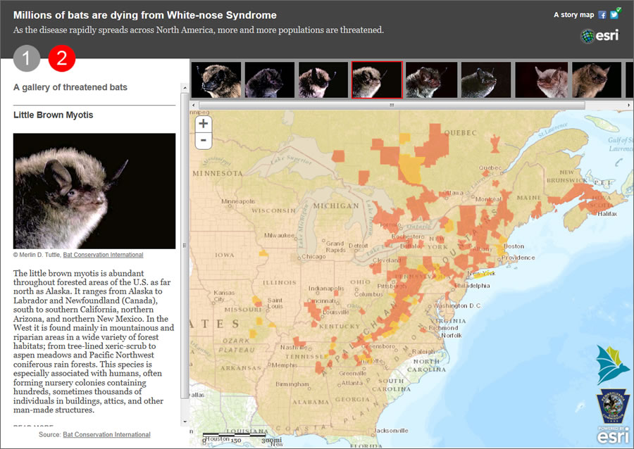 Bats are dying by the millions. A fungus seems to be the root cause.