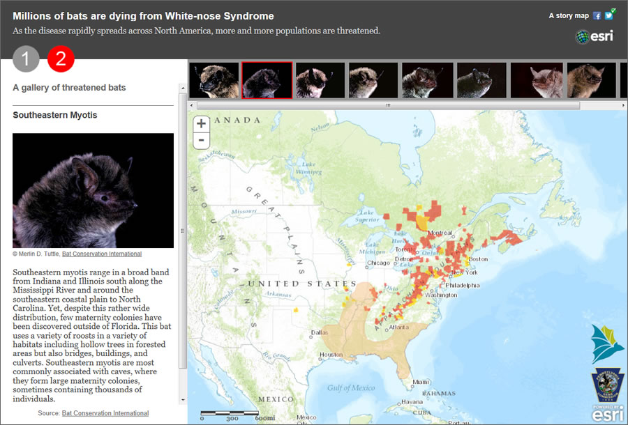 This portion of the story map shows the habitat for a species of bat known as the Southeastern Myotis.