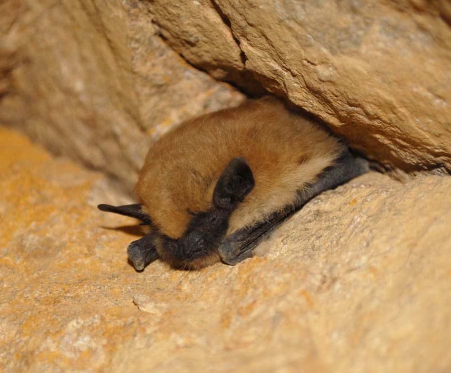 A bat takes a rest in a California mine.