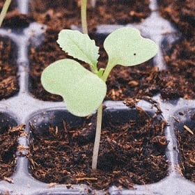 The seeds of economic gardening The seeds of economic gardening