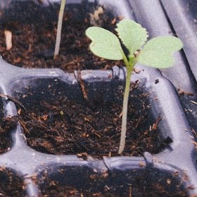 Sprouts of economic gardening