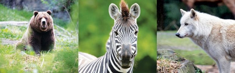 Animals at Woodland Park Zoo