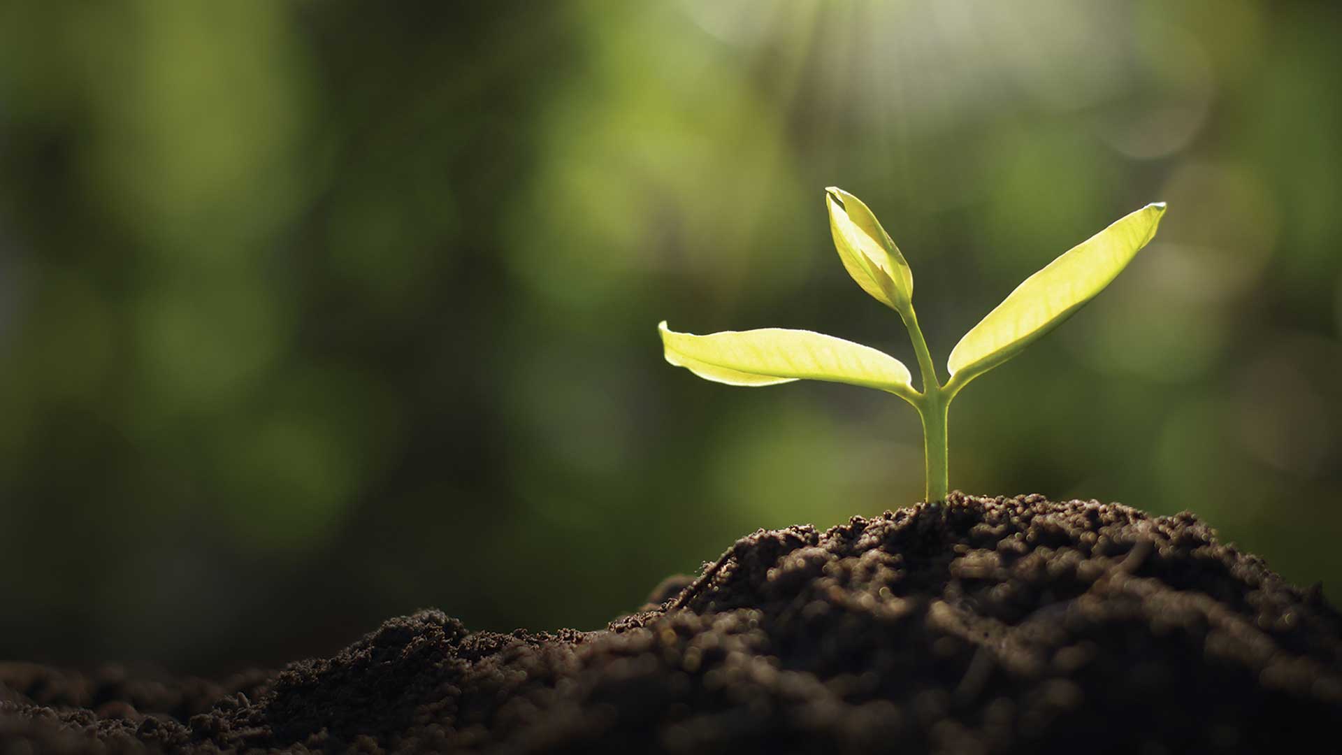 The Best Time to Plant a Tree