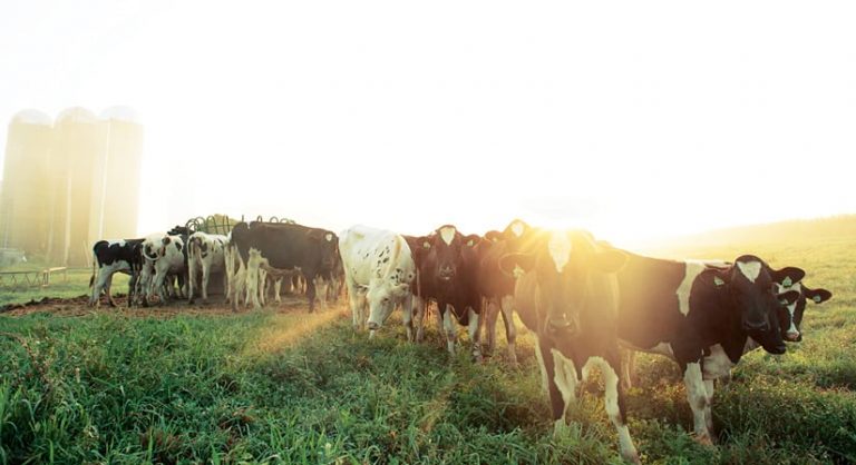 A group of cows in front of a grain elevator