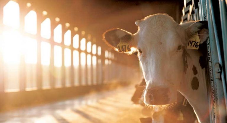 A photo of a cow looking at the camera