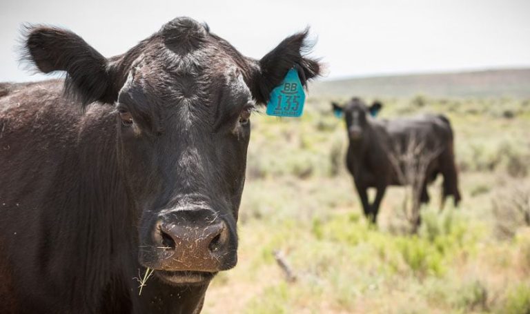 Two cows with tags on their ears in a field