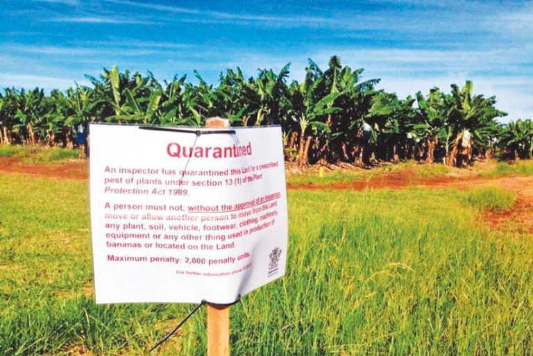 A sign that says “Quarantined” posted in front of a banana plantation