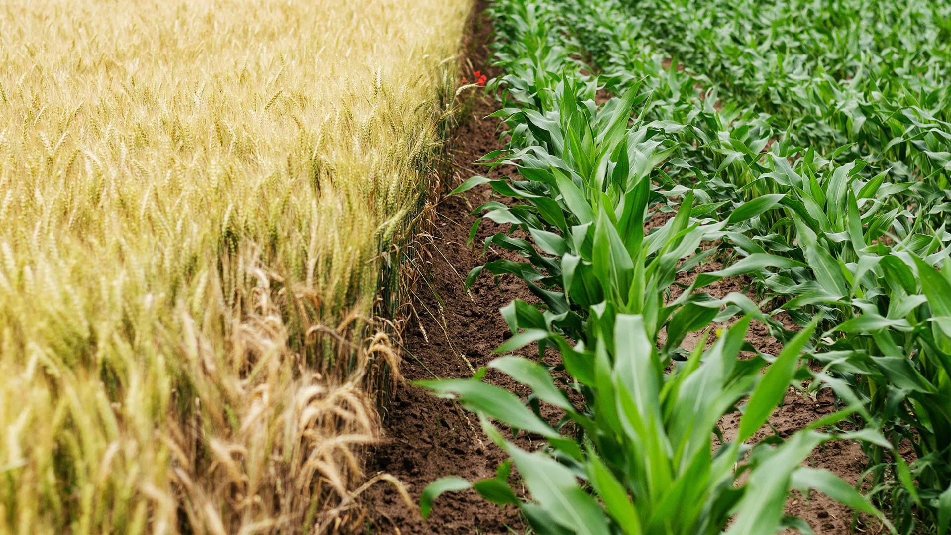 Farmers running a connected farm practice precision agriculture