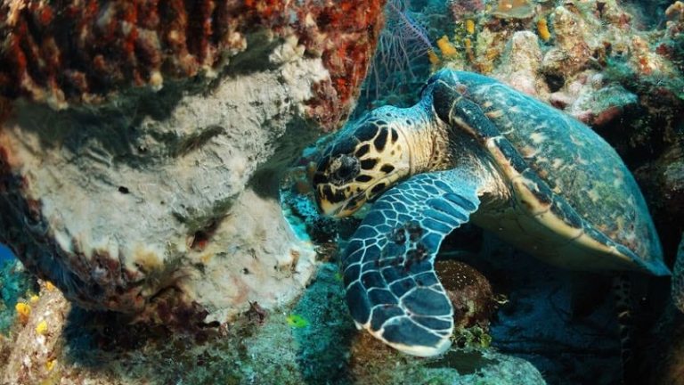 Hawksbill feeds on a sponge