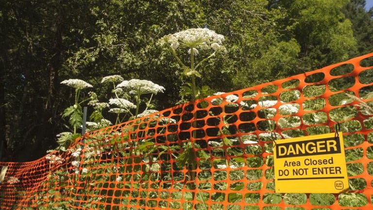 Giant Hogweed