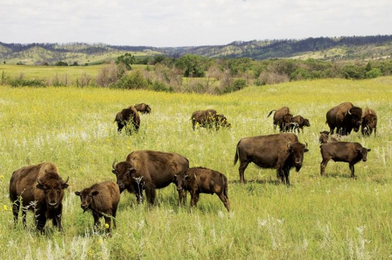 Several bison on a grassy plain