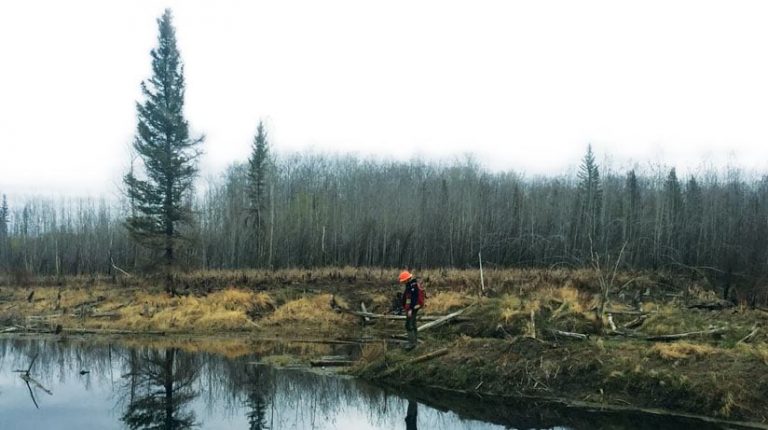 A mobile fieldworker stands at the shore of a watercourse banking a wooded area that has been harvested