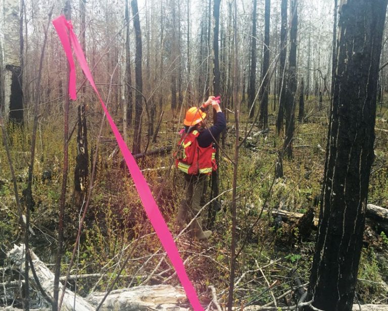 Fieldworker ties ribbons around trees to mark cutlock boundaries