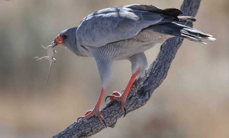 Half of raptors breeding in North Africa are threatened with extinction – IUCN report