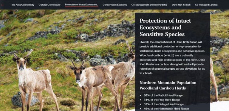 Background of caribou grazing on a green hill side on a website landing page of protection of intact ecosystems and sensitive species