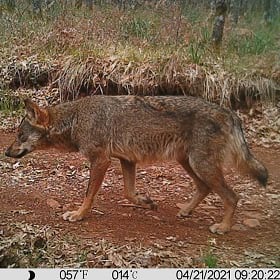 A wolf image captured during an environmental impact assessment A wolf image captured during an environmental impact assessment