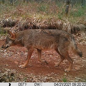 A wolf image captured during an environmental impact assessment