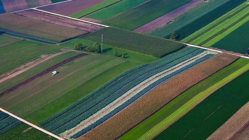 A field of crops signifies hidden food costs