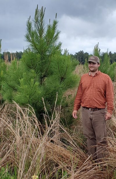 Pine growth