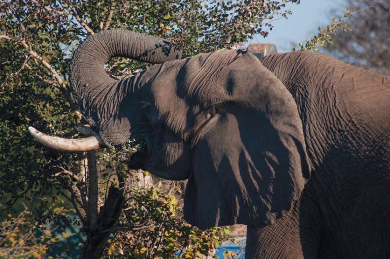 A collared elephant eating fruit from a tree