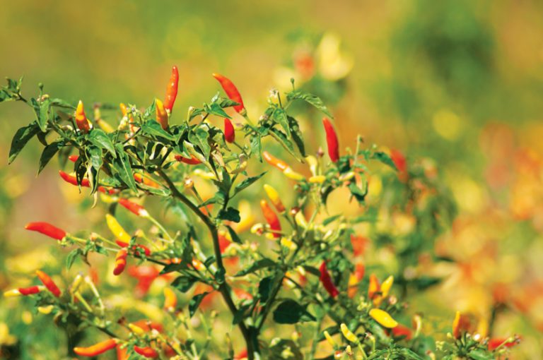 Chili peppers growing on a bush Chili peppers growing on a bush