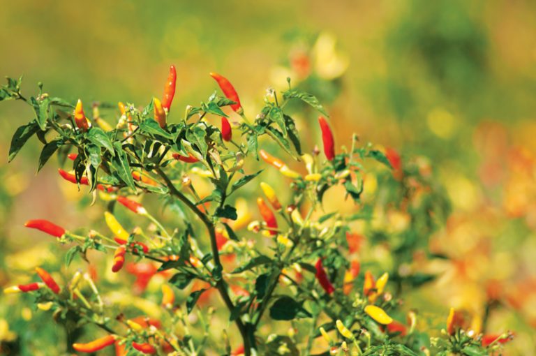 Chili peppers growing on a bush