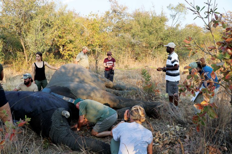 Several people in a field gathered around a tranquilized male African elephant, with two people getting ready to measure him