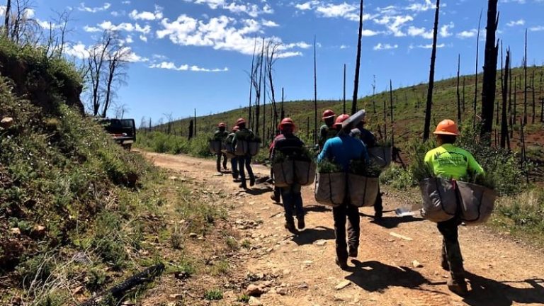 Hiking to plant trees