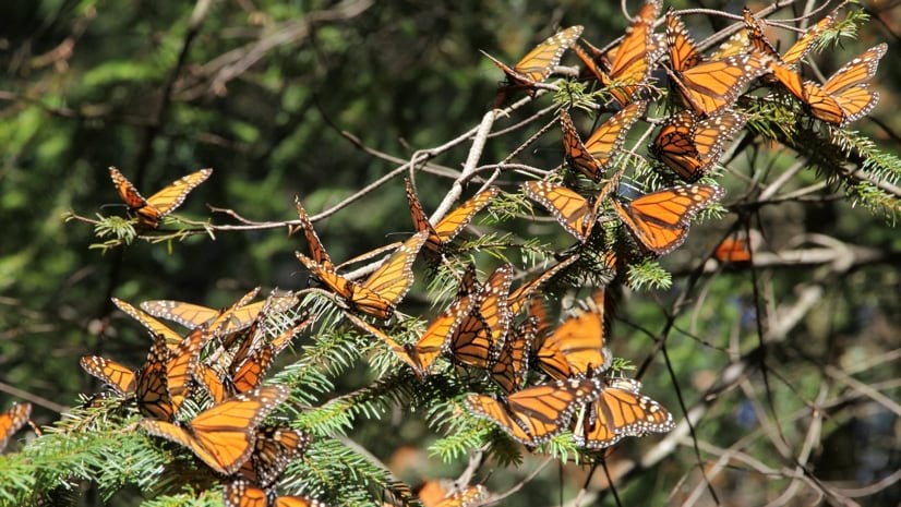 The Great Monarch Butterfly Migration Explained