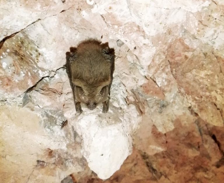 A bat hanging upside down on a rock wall in a cave