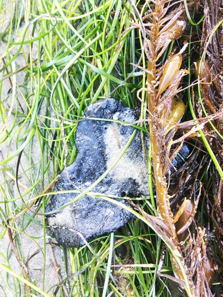 A tar ball in some seaweed