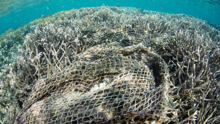 net draped across dead coral in the ocean