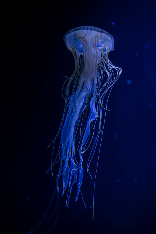 jellyfish in deep ocean