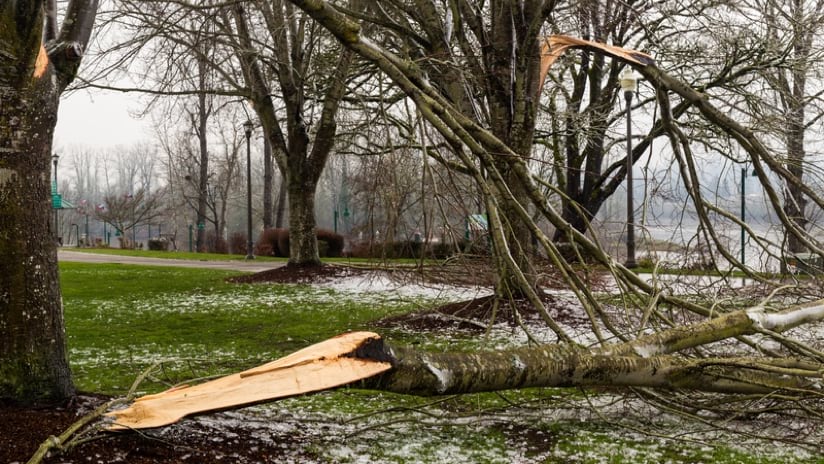 City park with fallen and splitting tree debris