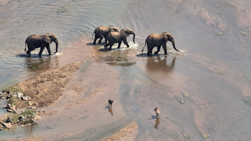 Elephants crossing stream