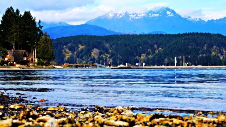 exposed oyster bed in pacific northwest