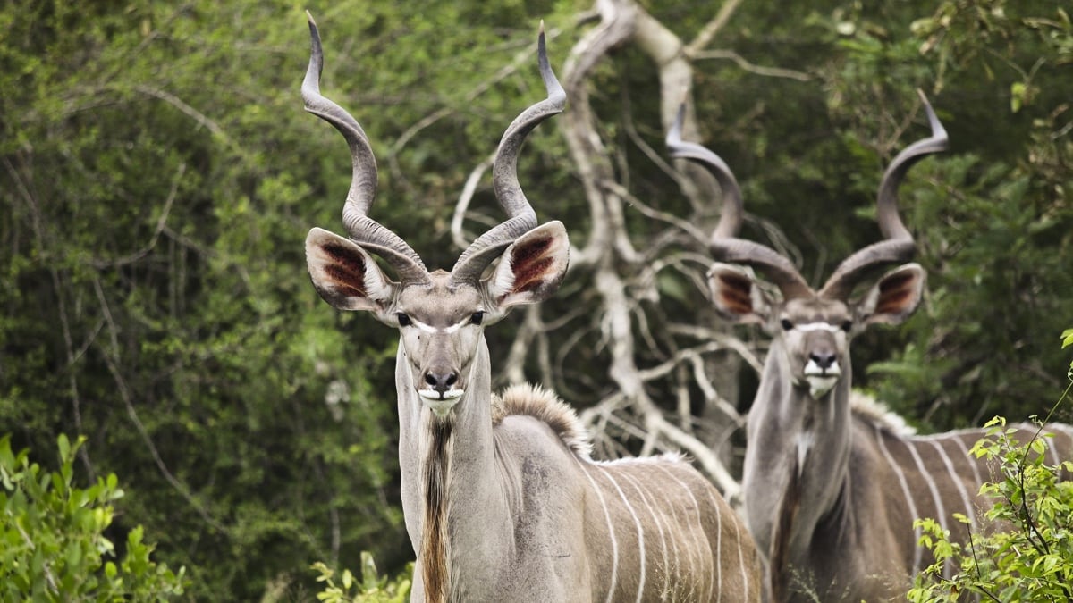 greater kudu antelope native to south africa