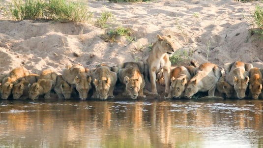 lionesses drinking from a river