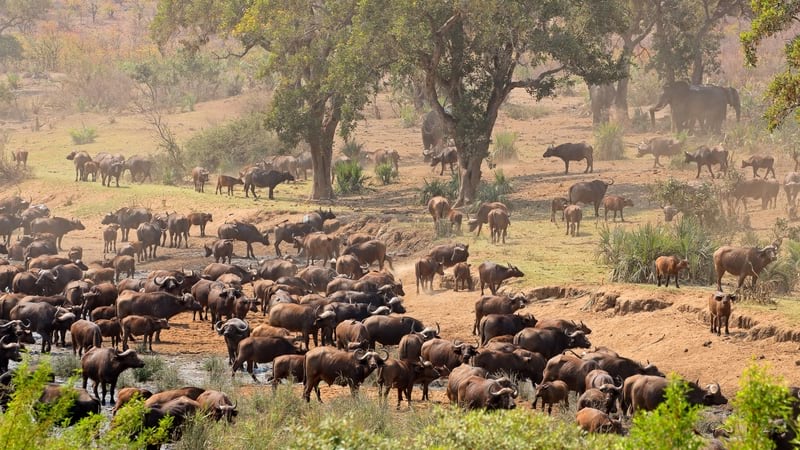 water buffalo gathered on a riverbank