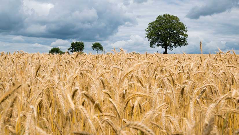 A fertilizer shortage signified by a field of wheat with a few trees