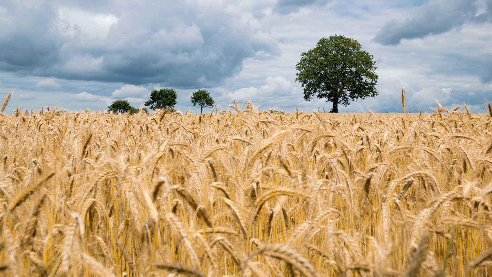 A field of wheat with a few trees, symbolizing the fertilizer shortage