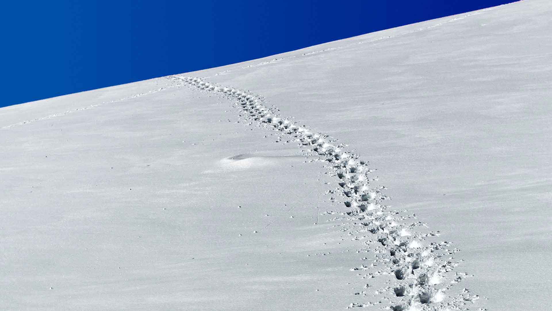 These tracks in the snow represent our digital carbon footprint