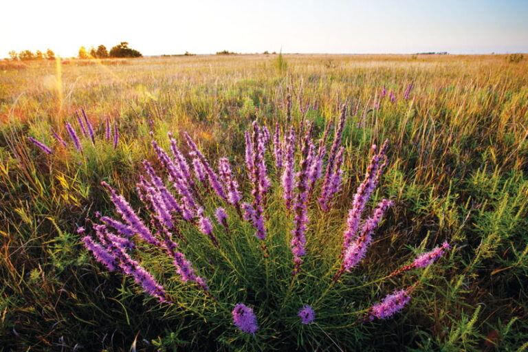 A plant with purple flowers in the foreground with a meadow extending beyond it