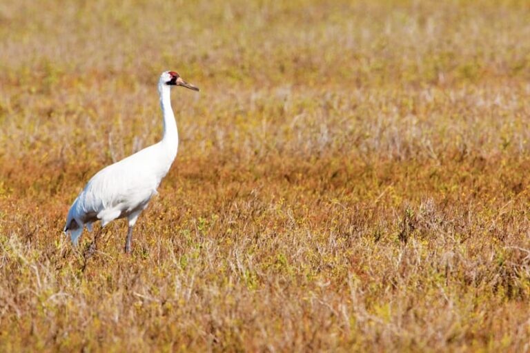 A white whooping crane in the middle of a field