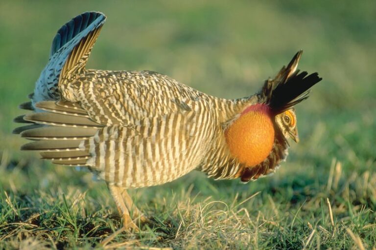 A greater prairie chicken standing in grass