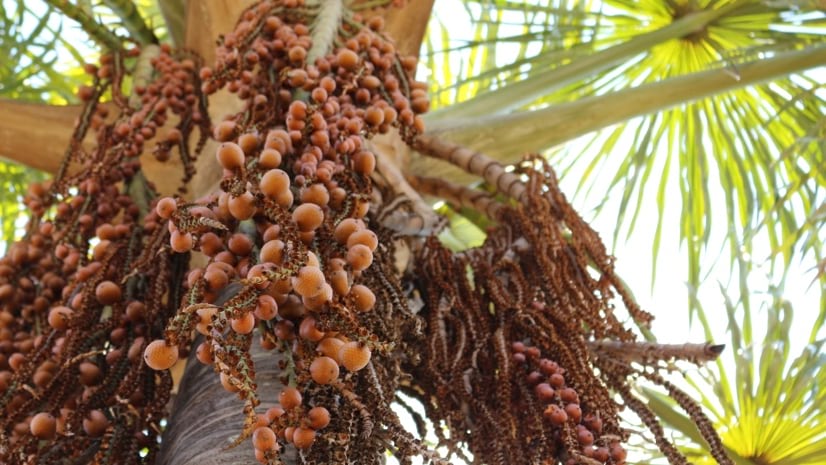 buriti fruit