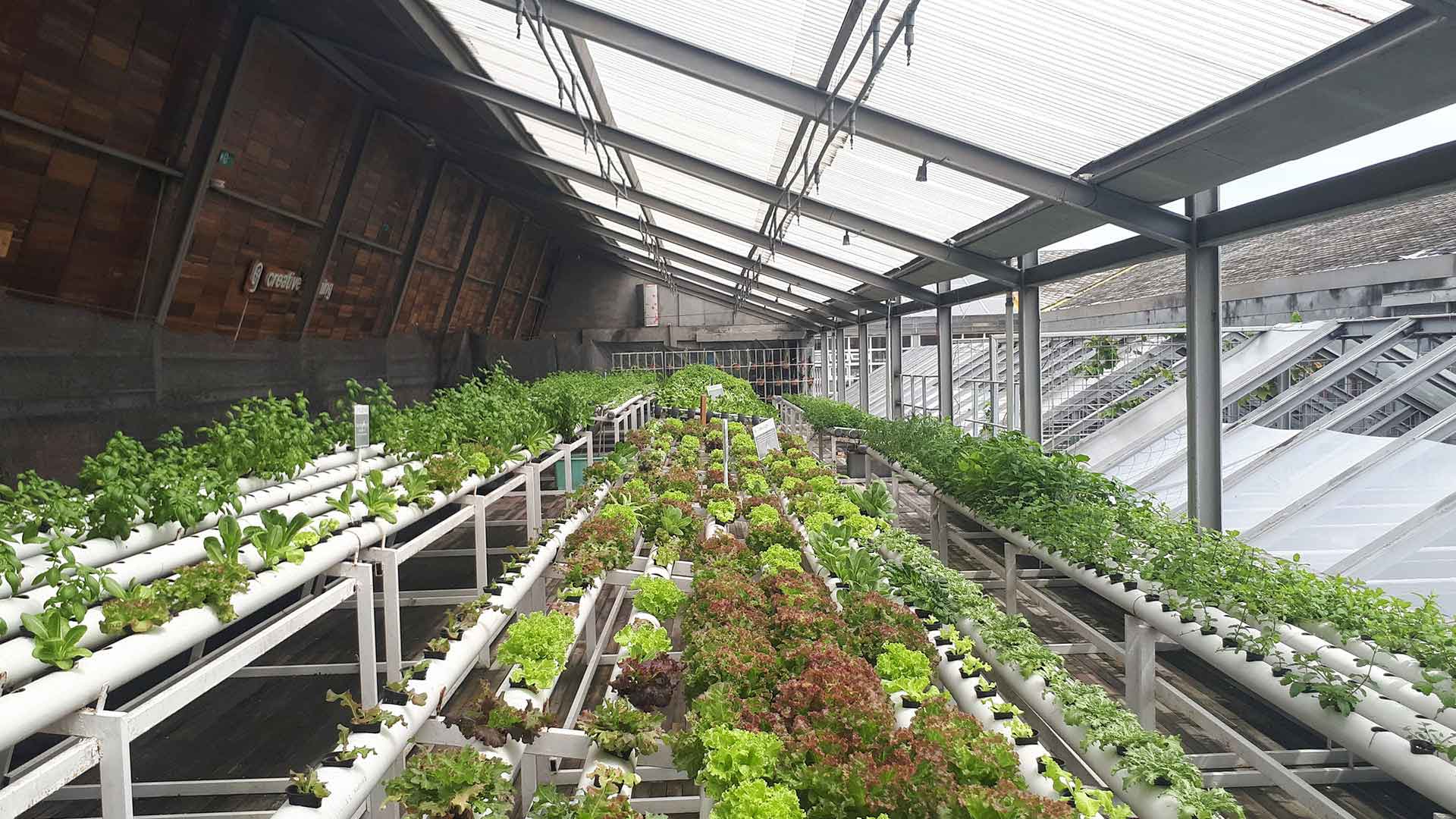 Vertical farming is moving inside buildings in city settings